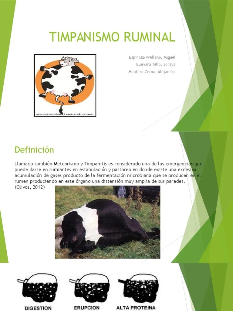 TIMPANISMO RUMINAL Vacas Especialidades Medicas