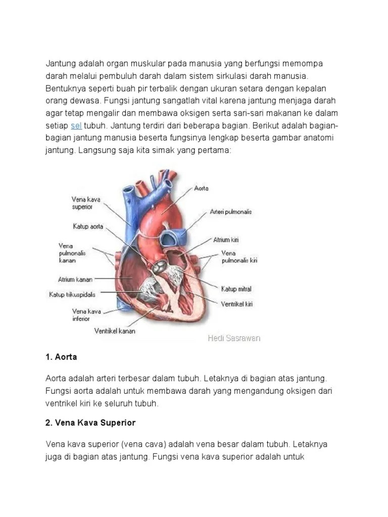 Menakjubkan 22+ Gambar Anatomi Jantung Dan Fungsinya Gudang Gambar HD