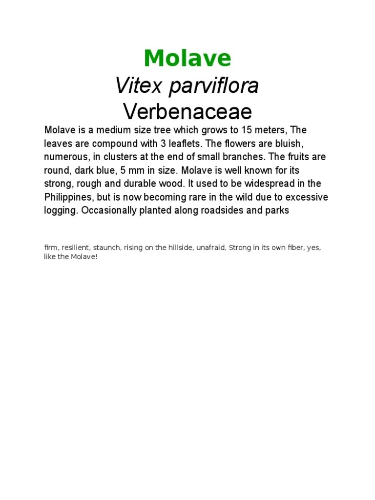 The Molave Tree A Strong and Durable Philippine Native Known for its