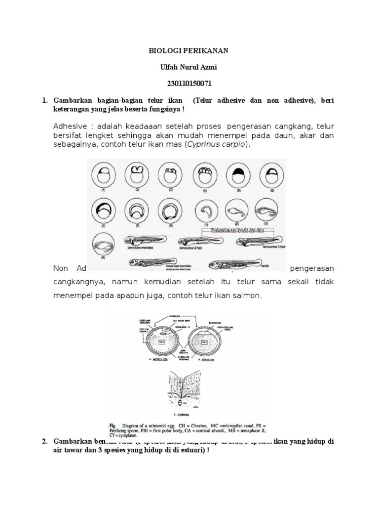 Telur Ikan | PDF