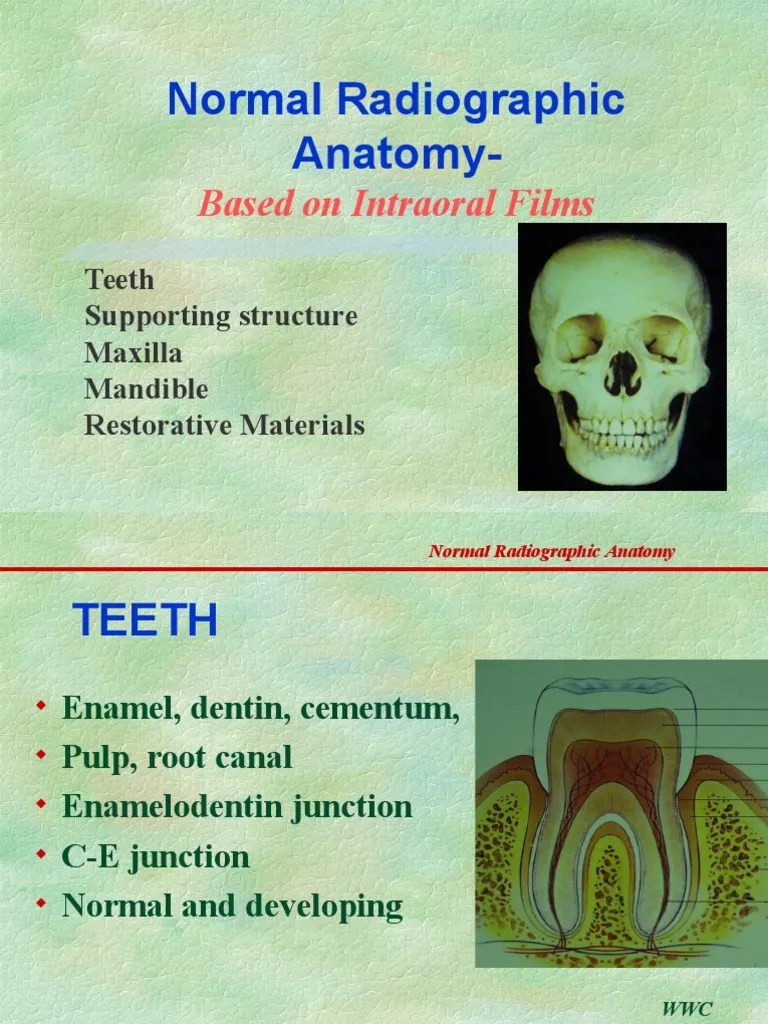 Normal Anatomy of Radiology Human Tooth Dental Anatomy