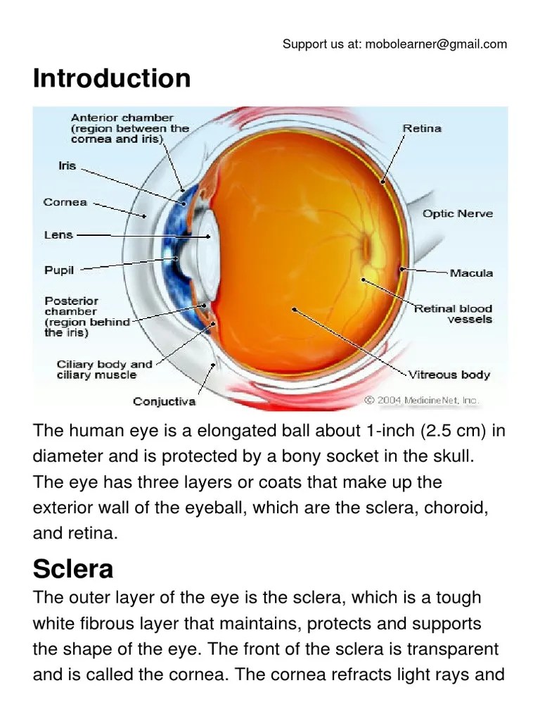 Anatomy of the Eye.pdf Human Eye Visual System