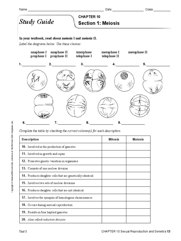 study guide sexual reproduction and english editable Meiosis
