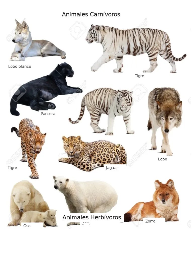 Animales Carnivoros + Herbivoros