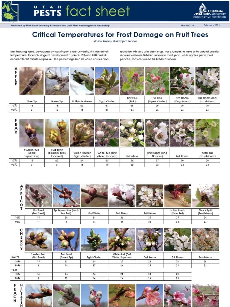Critical Temperatures Frost Damage Fruit Trees Utah Plants