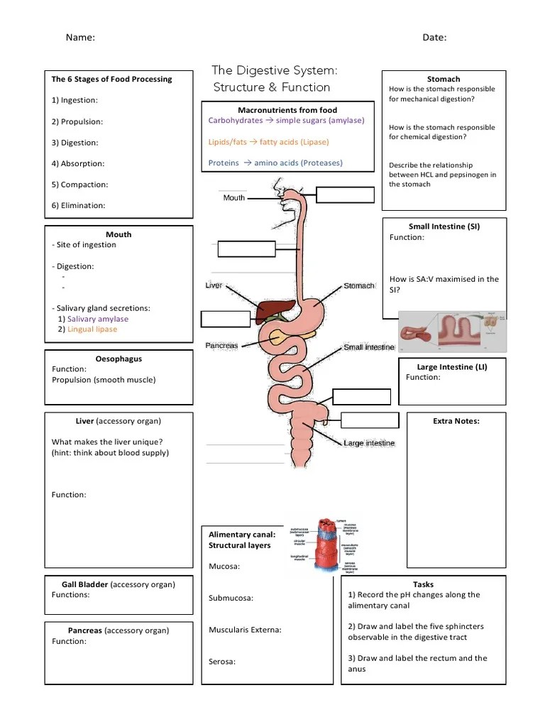 the digestive system graphic organiser Digestion Human Digestive System