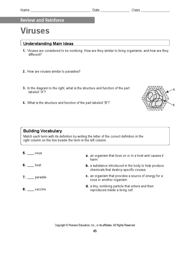 Viruses and Bacteria Worksheet | PDF | Bacteria | Cell (Biology)