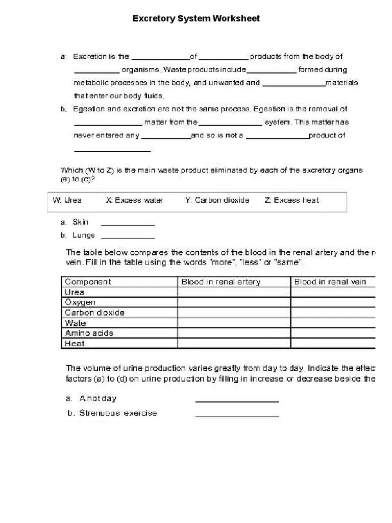 Excretory System Worksheet Kidney Urinary System