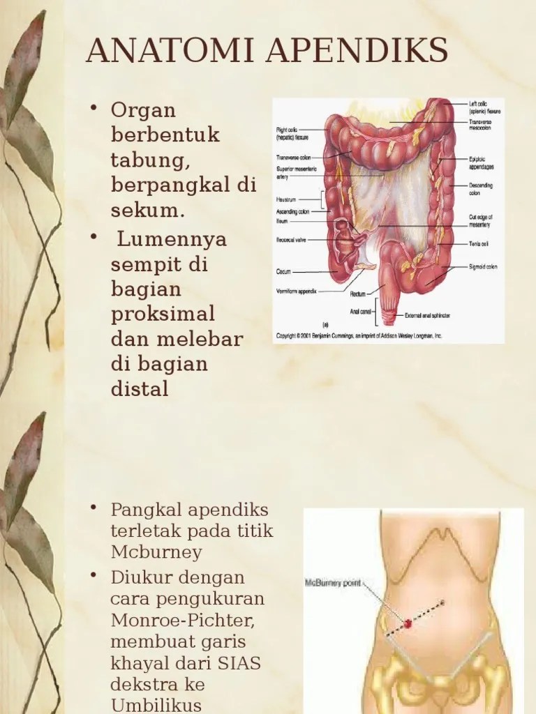 Apendisitis Akut | PDF