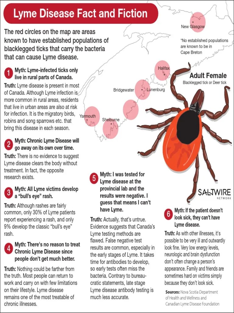Ticks Lyme Disease Diseases And Disorders