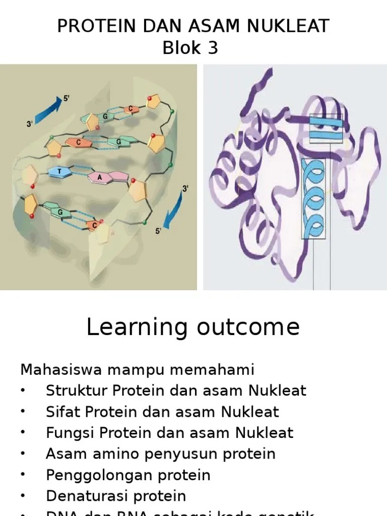 Protein Dan Asam Amino Blok 4 Ump PDF