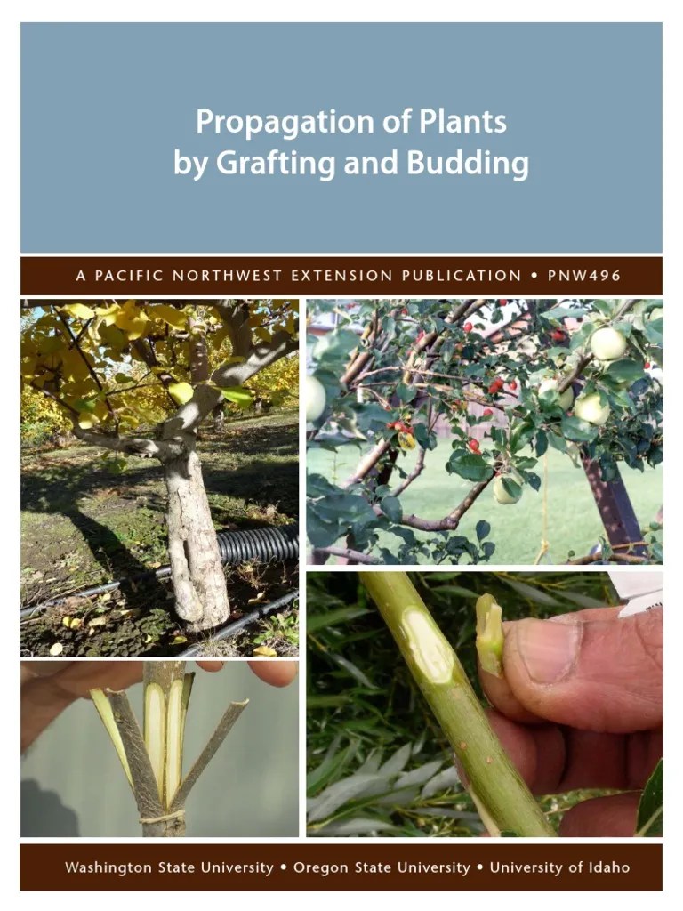 Grafting and Budding propagation.pdf Grafting Branches Of Botany