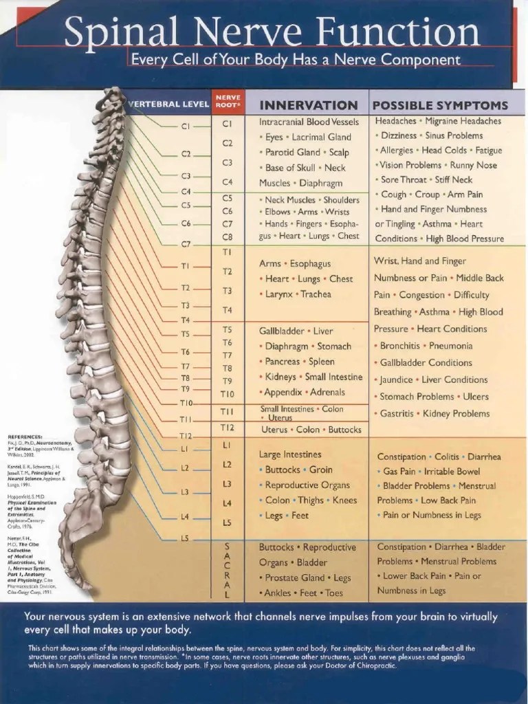 Spinal Nerve Function Chart