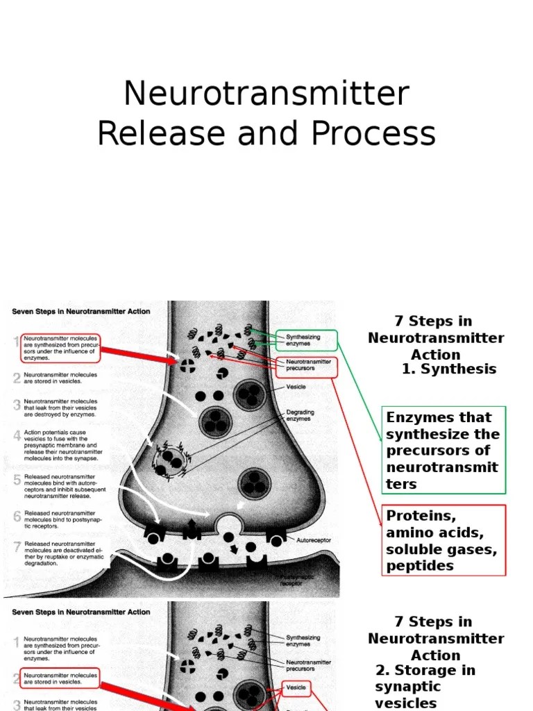 Neurotransmitter Release and Process Neurotransmitter Chemical Synapse