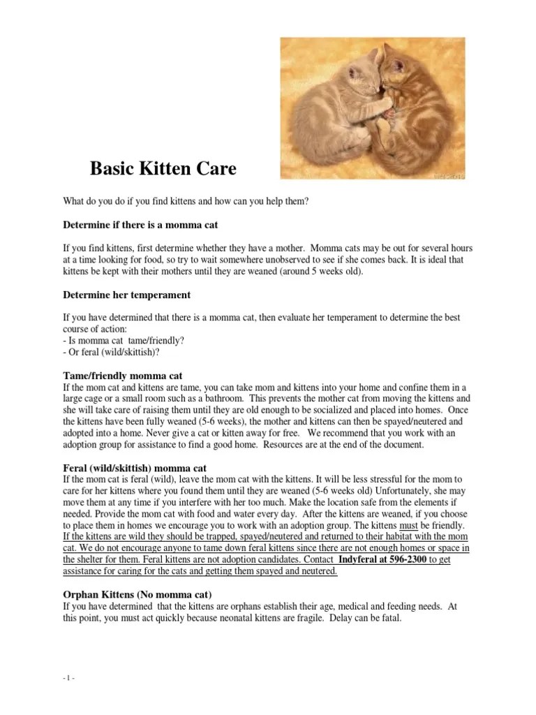 Basic Kitten Care PDF Kitten Neutering