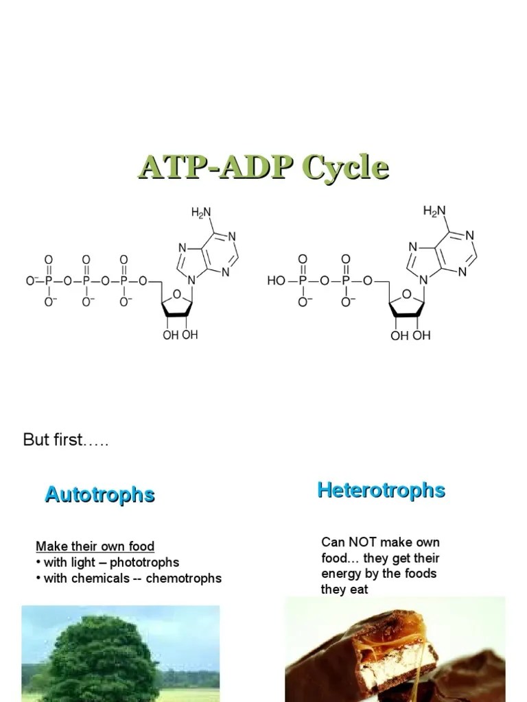 1 ATPADP_Cycle Adenosine Triphosphate Adenosine