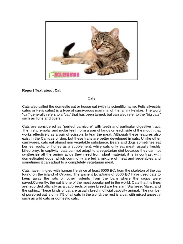 Contoh Report Text Singkat Tentang Kucing - Revisi Id