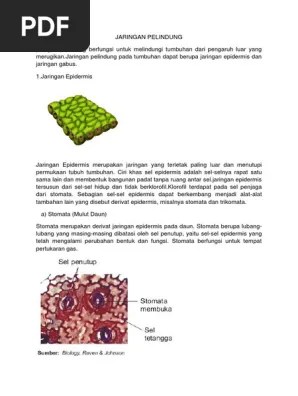 Jaringan Pelindung | PDF