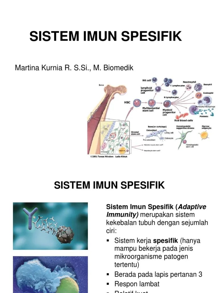 3) Sistem Imun Spesifik