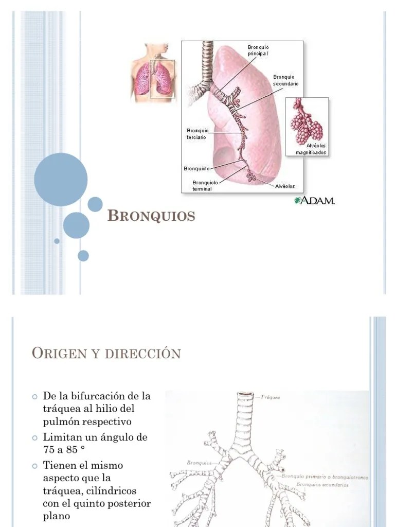 Anatomía de Bronquios