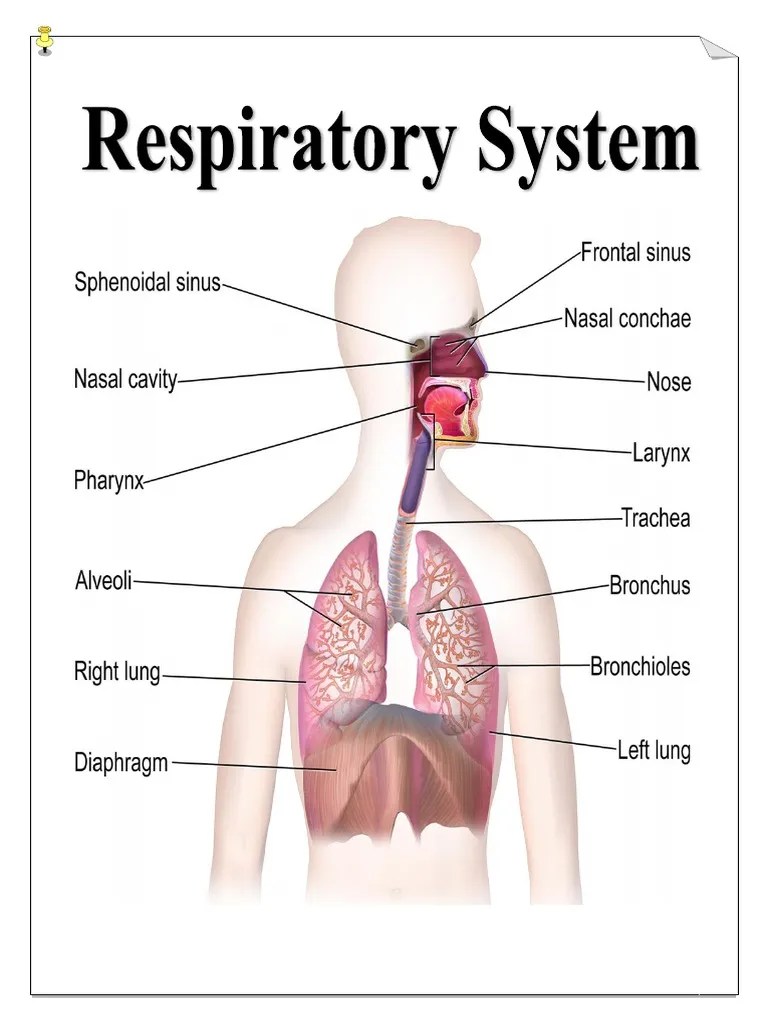 Parts & Function of Respiratory System PDF Respiratory Tract Lung