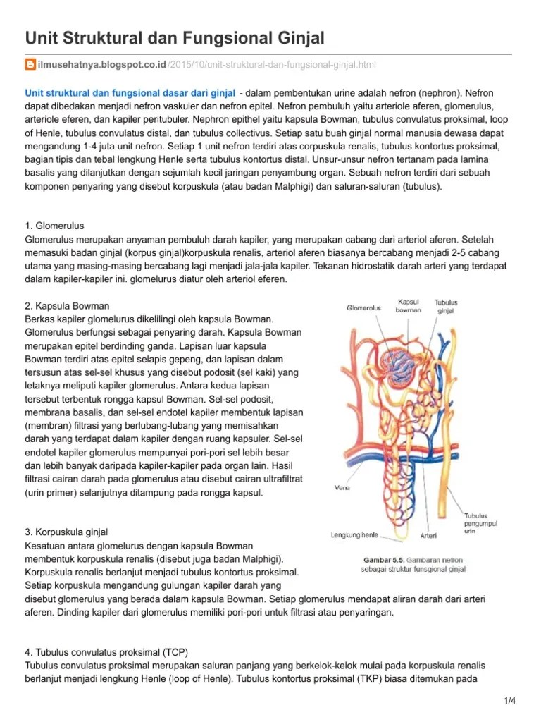 Unit Struktural Dan Fungsional Ginjal | PDF