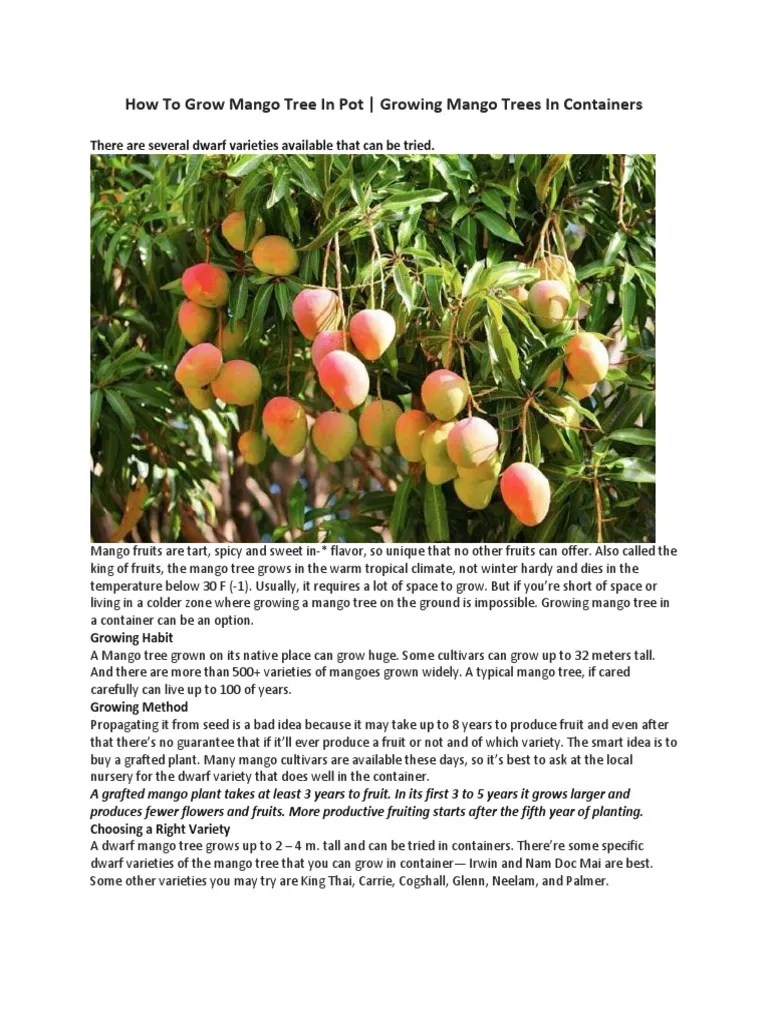 Growing Dwarf Mango Trees in Containers Tips for Cultivating Fruit