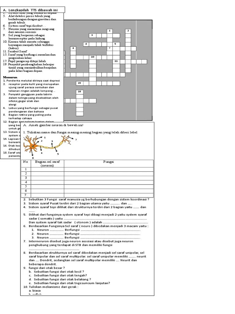 3 Macam Sel Saraf Dan Jelaskan Fungsinya