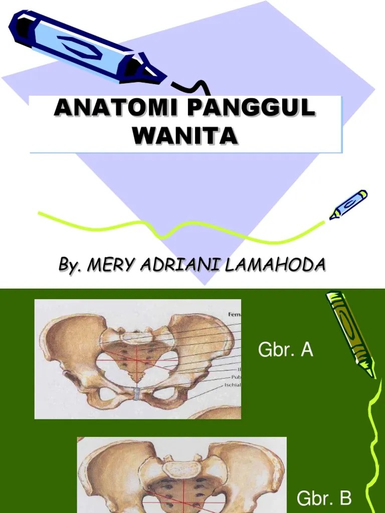 Anatomi Panggul | PDF