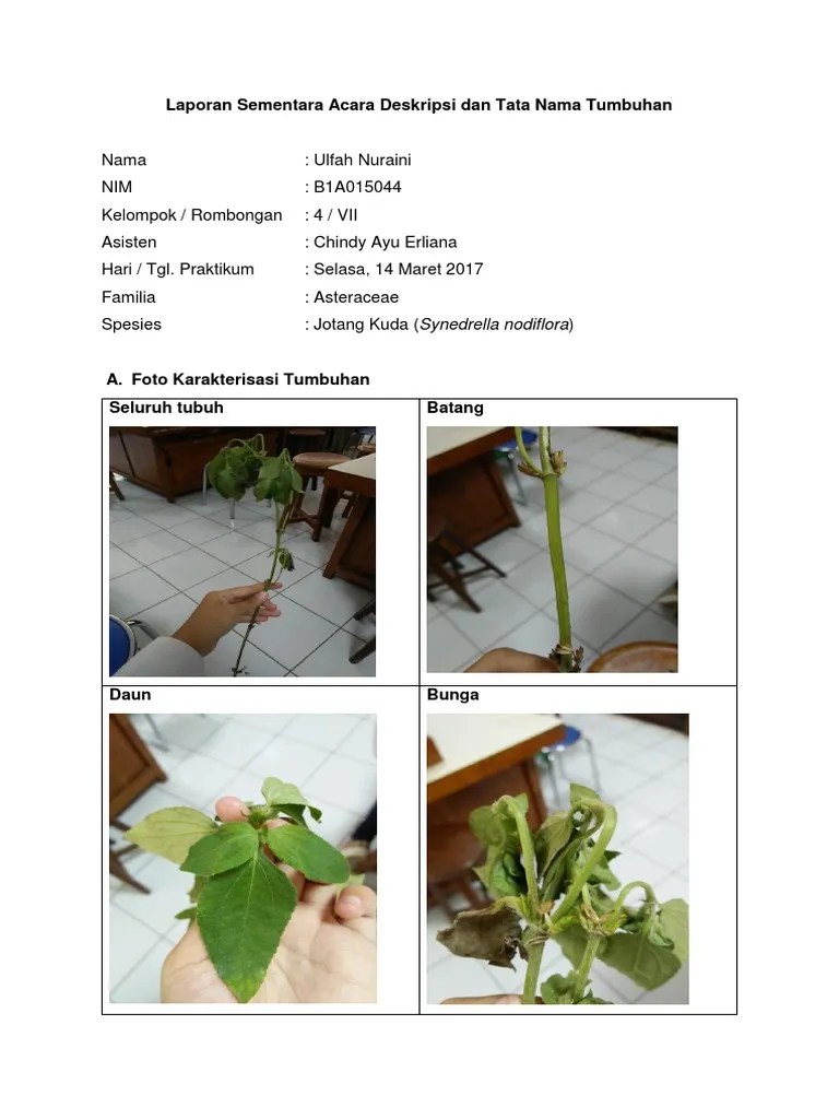 Deskripsi Tumbuhan | PDF