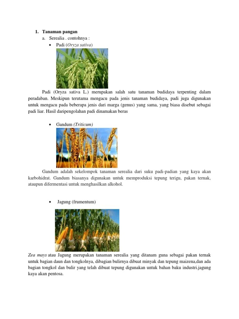 Jenis Tanaman Pangan Yang Digolongkan Serealia Berbagi Tanam