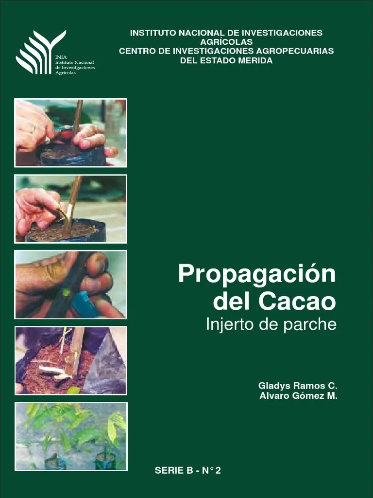 Propagacion Del Cacao_Injerto de Parche Injerto Tallo de la planta