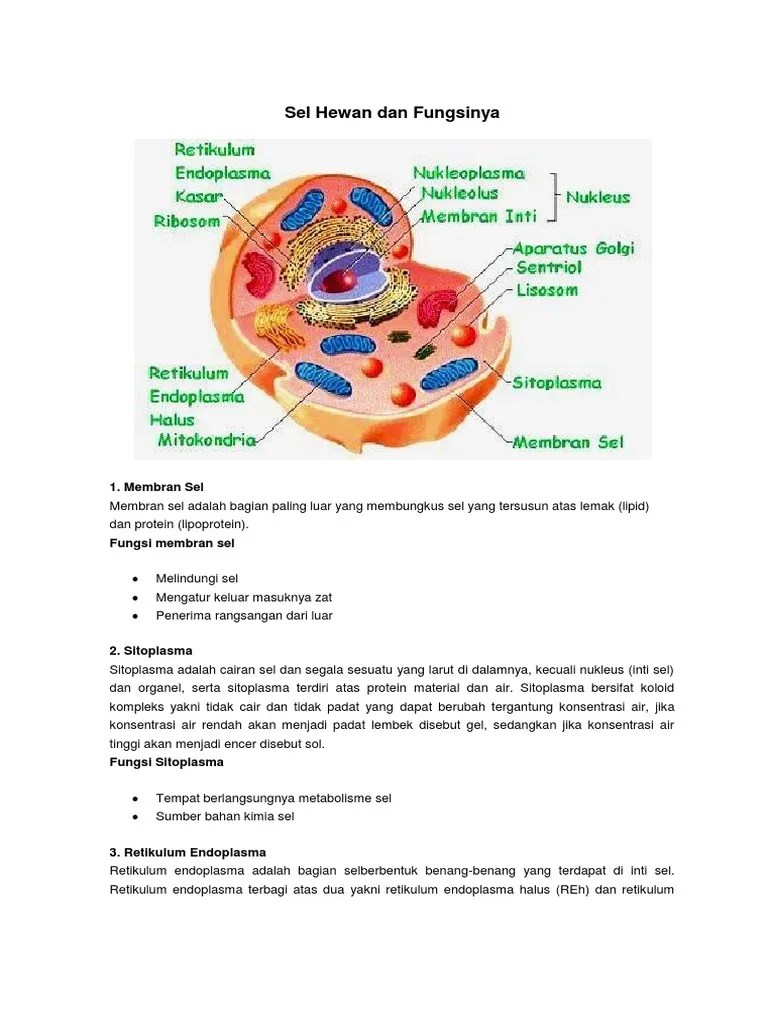 Sel Hewan Dan Fungsinya | PDF