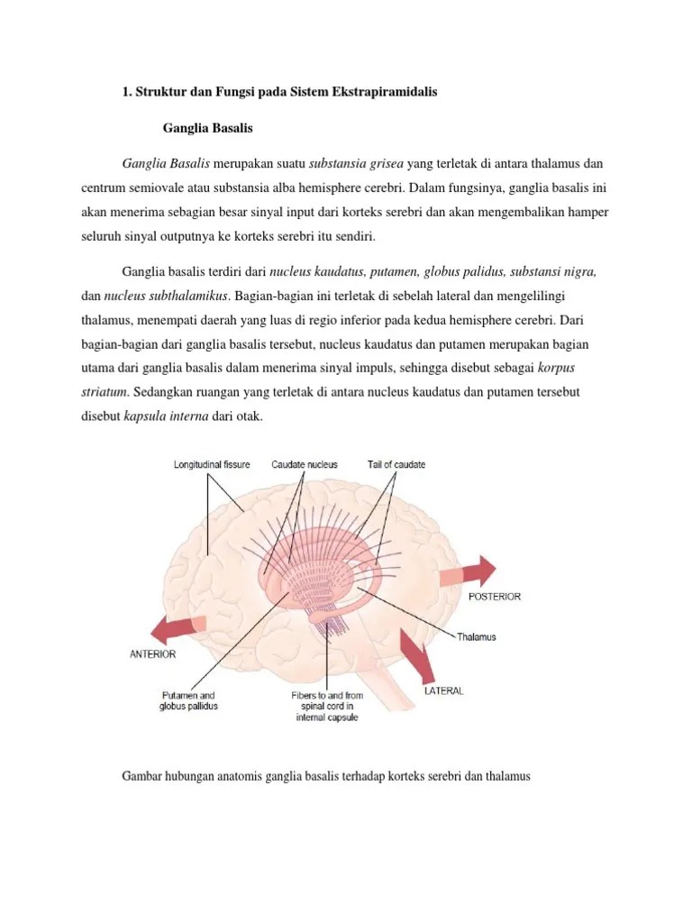 Ganglia Basalis | PDF