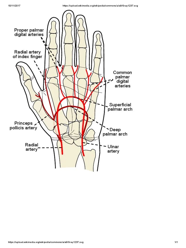 Proper palmar digital arteries