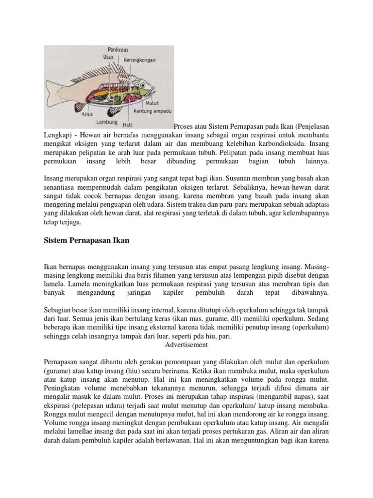 54+ Gambar Organ Pernapasan Hewan Ikan HD Terbaik - Gambar Hewan