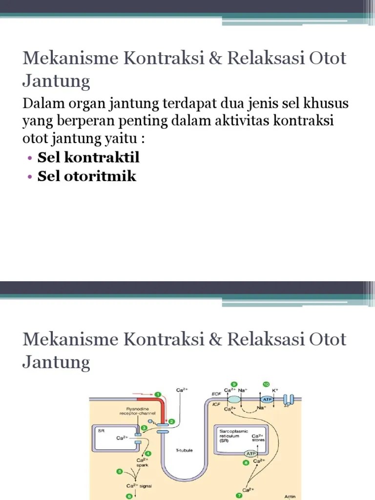 Mekanisme Kontraksi &amp; Relaksasi Otot Jantung | PDF