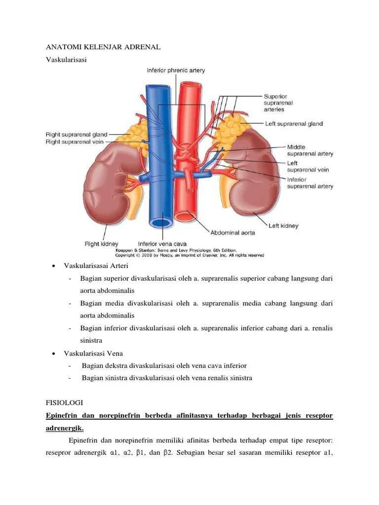 Anatomi Kelenjar Adrenal | PDF