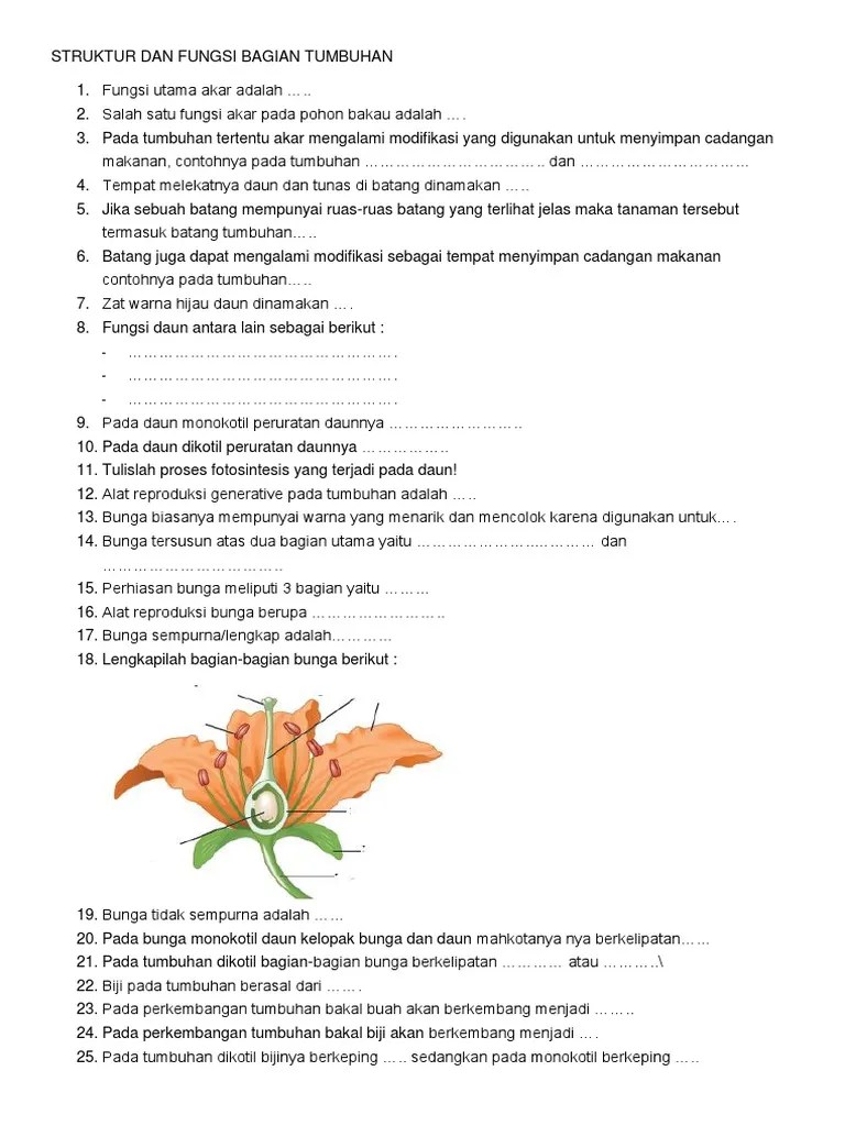 Latihan Soal Struktur Dan Fungsi Bagian Tumbuhan | PDF