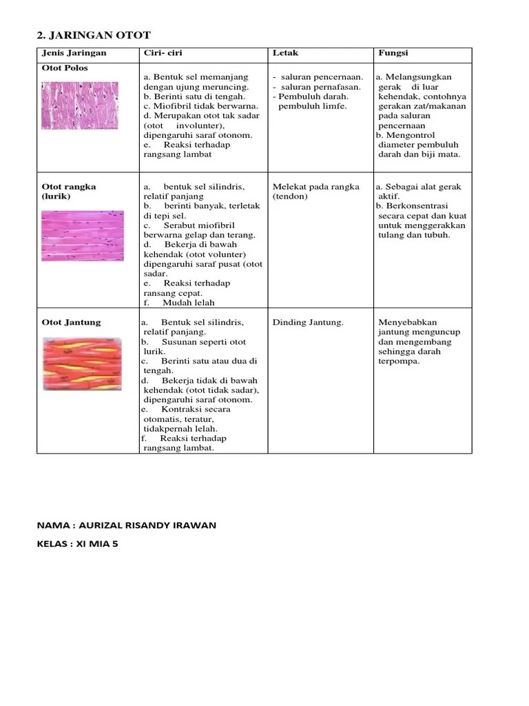 Letak Dan Fungsi Otot Polos Lurik Dan Jantung
