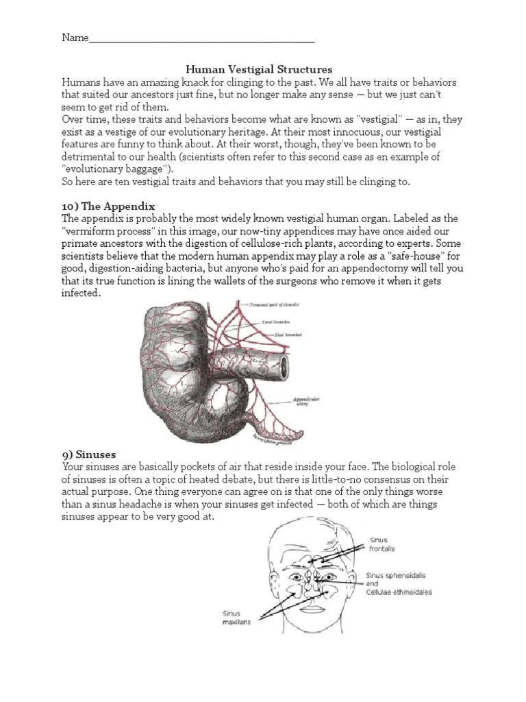 humanvestigialstructurearticle Zoology Earth & Life Sciences