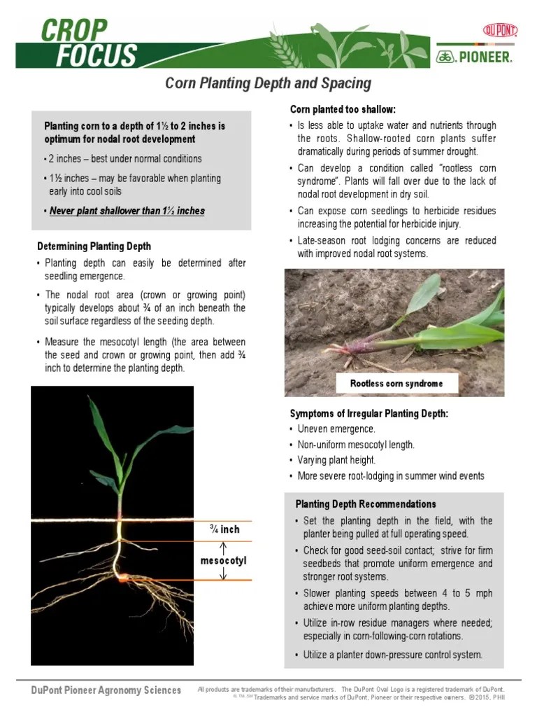 Corn Planting Depth and Spacing for Optimum Nodal Root