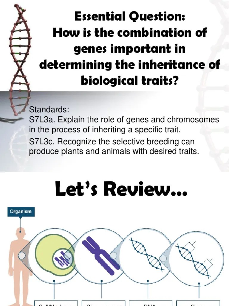 combination genes Allele Dominance
