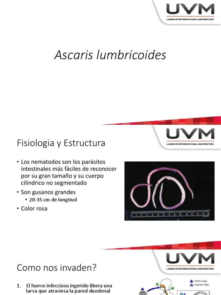 Ascaris Lumbricoides (Microbiologia Medica [Murray]) Enfermedades y