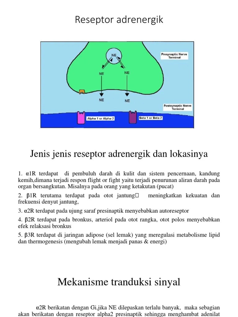 Adrenergik | PDF