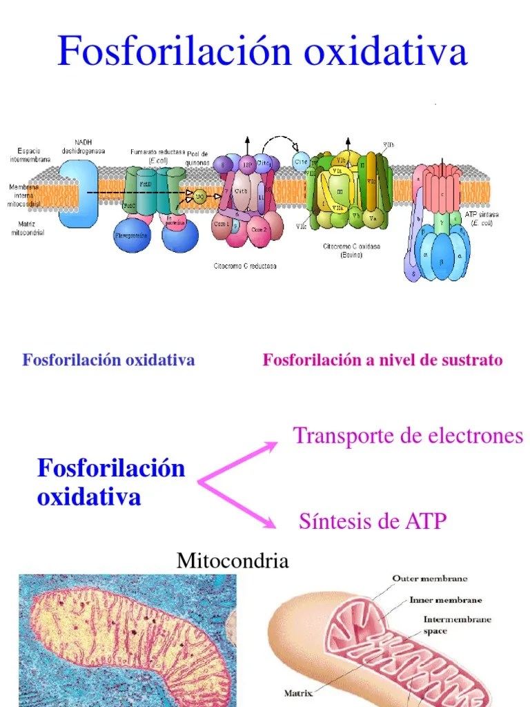 Fosforilacion Oxidativa Cadena de transporte de electrones Biofísica