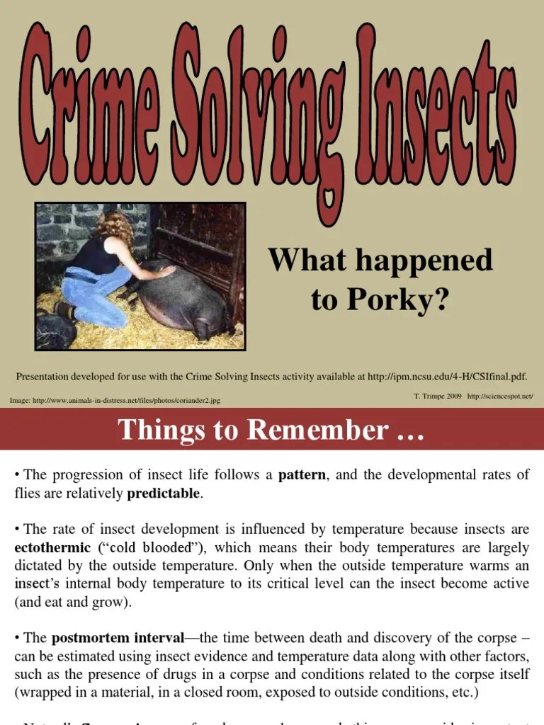 Crime Solving Insects | Decomposition | Fly