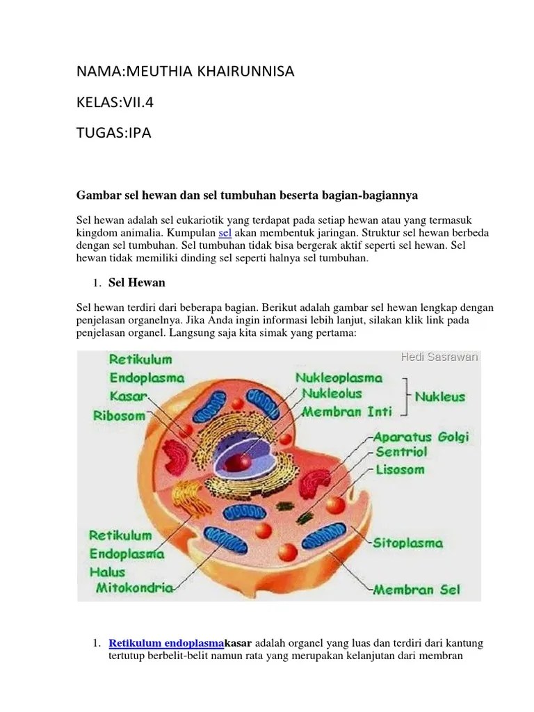 Gambar Sel Hewan Dan Tumbuhan Beserta Nama Bagiannya