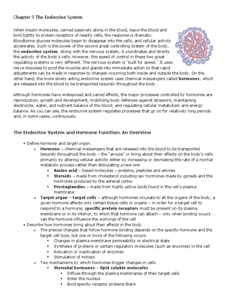 Chapter 9 The Endocrine System PDF Hormone Luteinizing Hormone