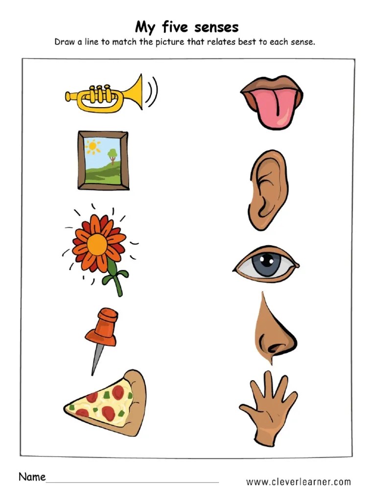 The Five Senses Worksheet Preschool